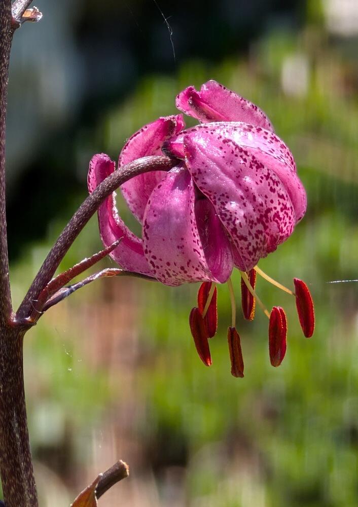 Lys martagon Lys martagon