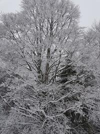 magnifiques compagnons magnifiques compagnons